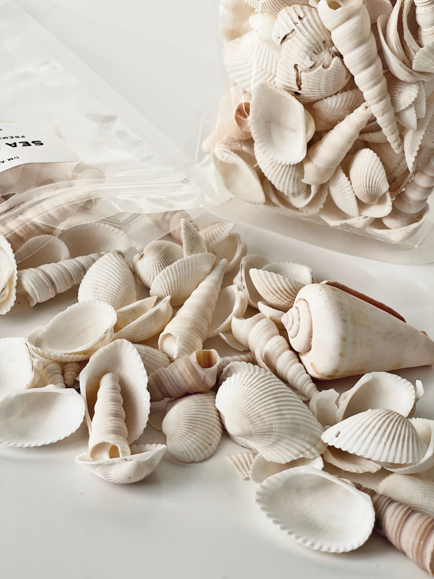 Sea Shells